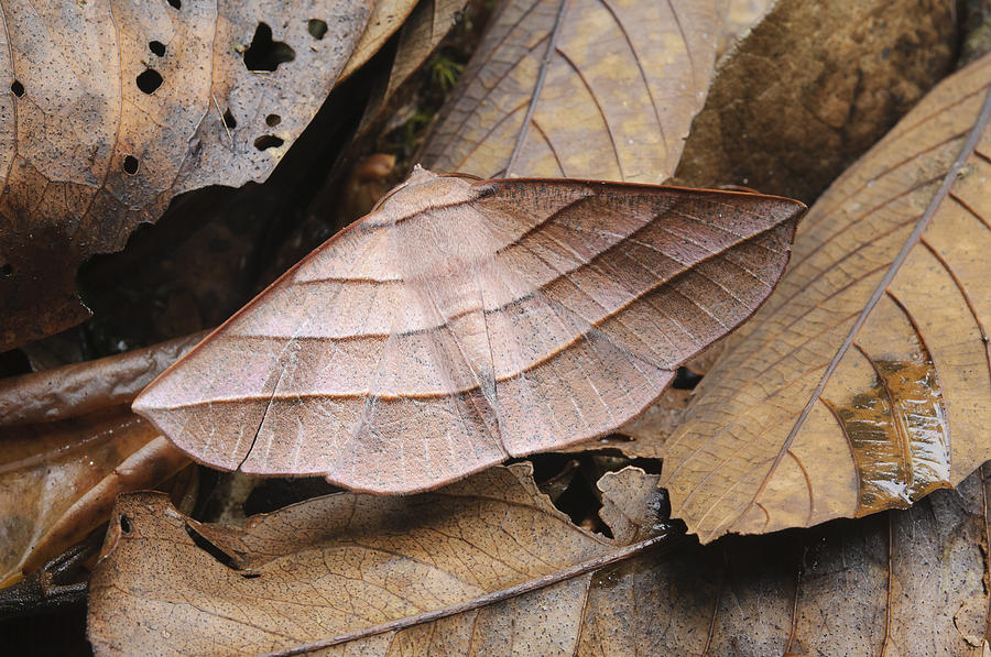 Looper Moth Male Mimics Dead Leaf Sabah Photograph by Chien Lee