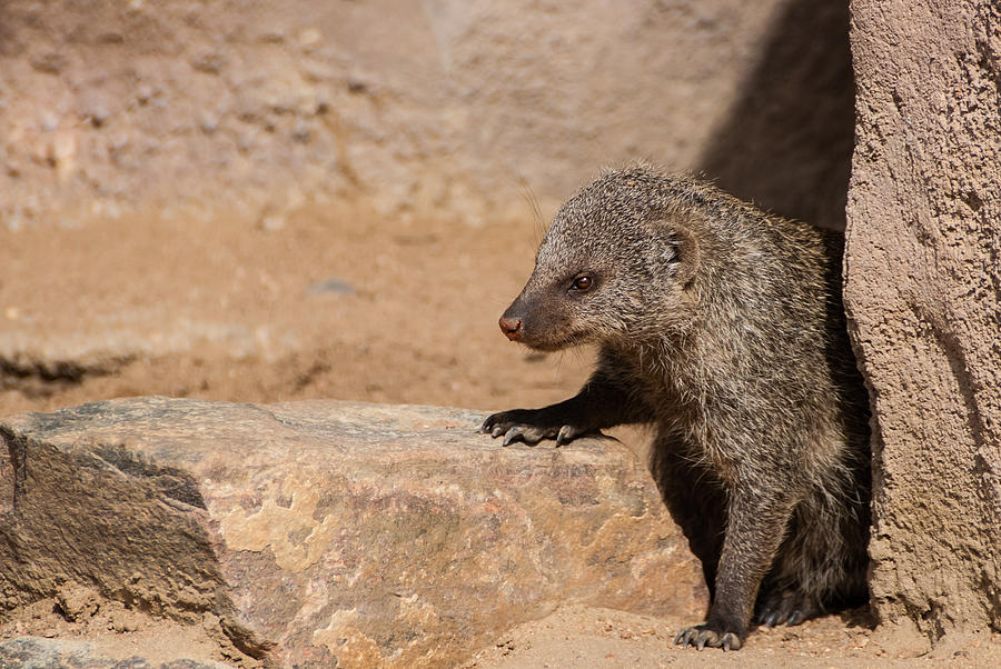 Loose Mongoose Photograph by Harry Strharsky