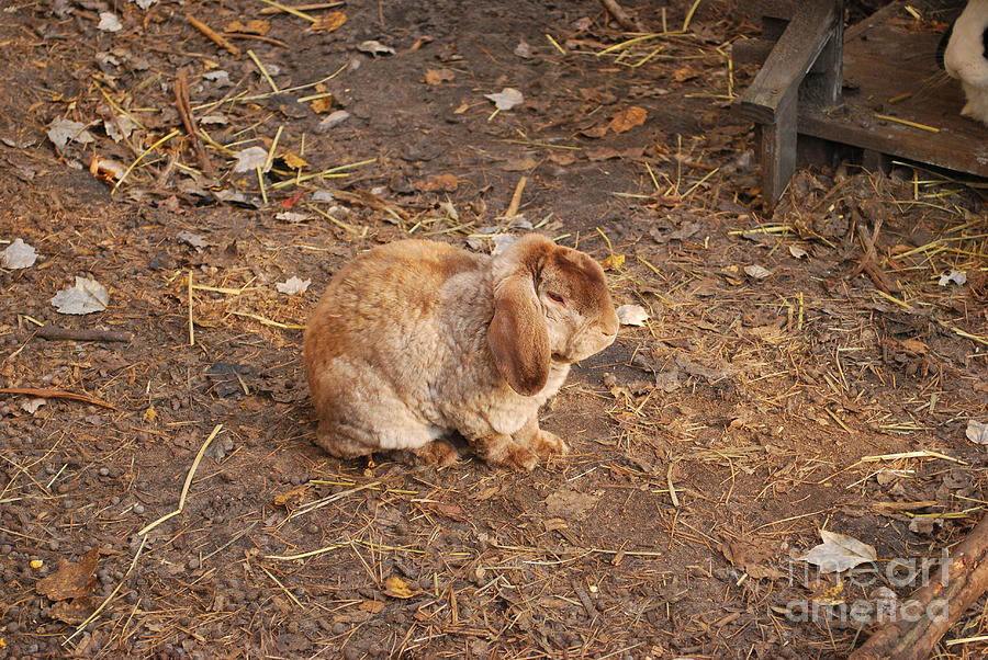 Lop Eared Bunny Photograph