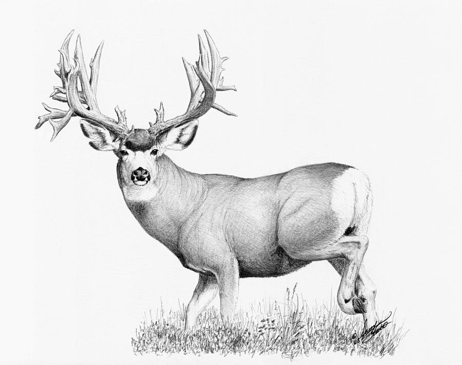 Lopez Buck Painting by Darcy Tate