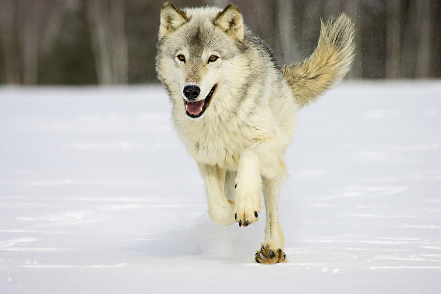 Wolves Photograph - Loping by Jack Milchanowski
