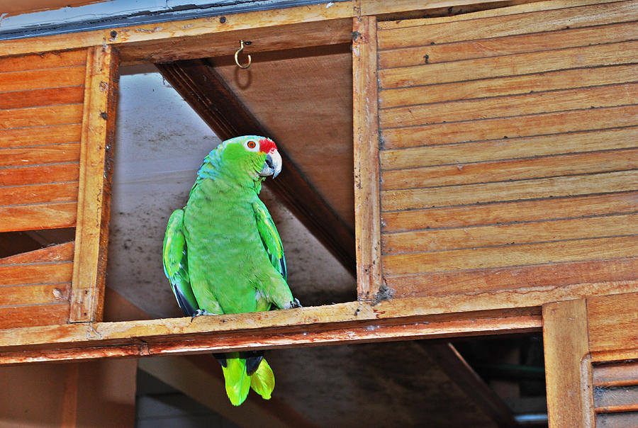 Parrot Photograph - Lora by Rebeca Segura