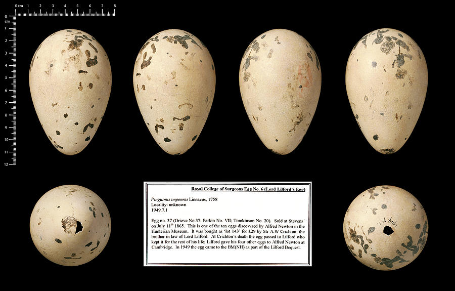 Lord Lilford's Great Auk Egg Photograph by Natural History Museum ...