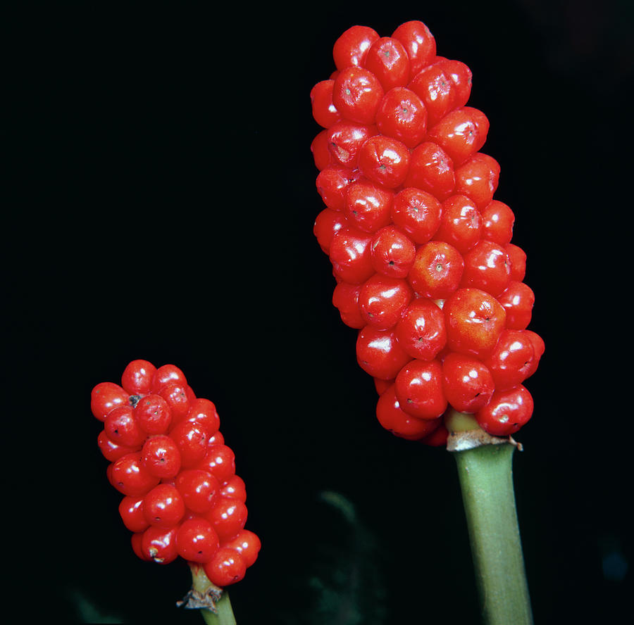 Summer Photograph - Lords And Ladies. (arum Italicum) by Science Photo Library