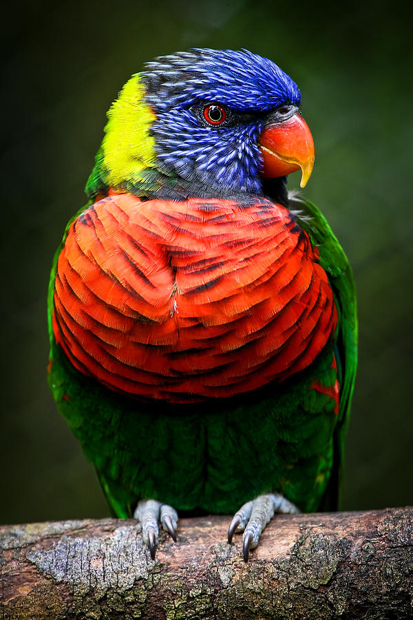 Bird Photograph - Lorikeet Perched by Athena Mckinzie