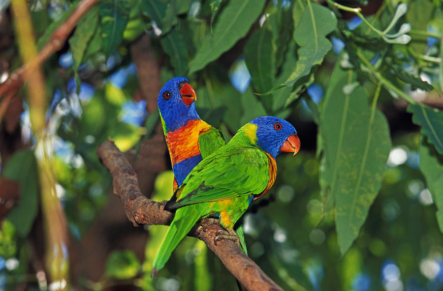 Loriquet De Swainson Trichoglossus Photograph by Gerard Lacz