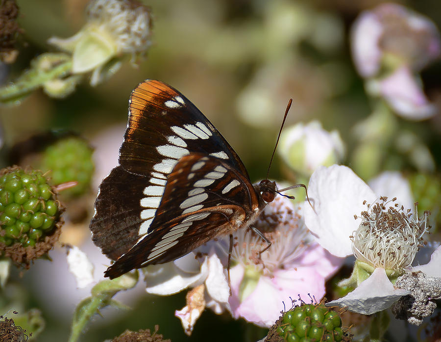 Lorquins Admiral Butterfly at the Blackberry Blossoms Photograph by Ronda Broatch