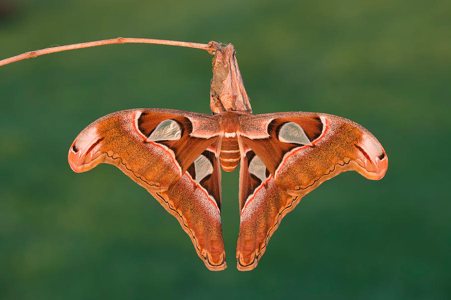 Lorquins Atlas Moth Photograph by Jeffrey Lepore