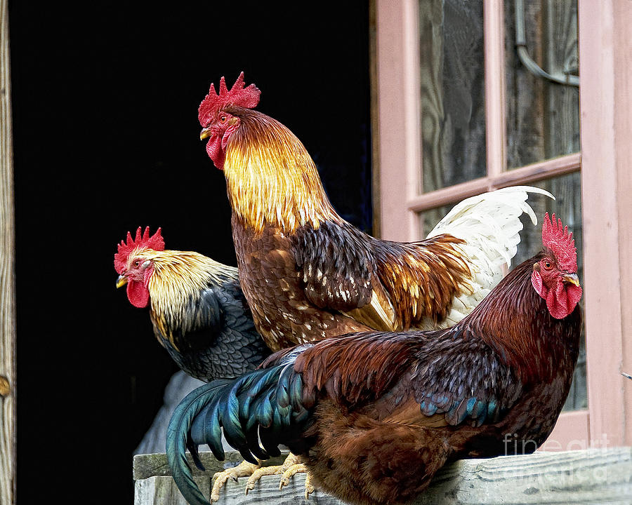 Los Amigos Roosters Photograph by Timothy Flanigan