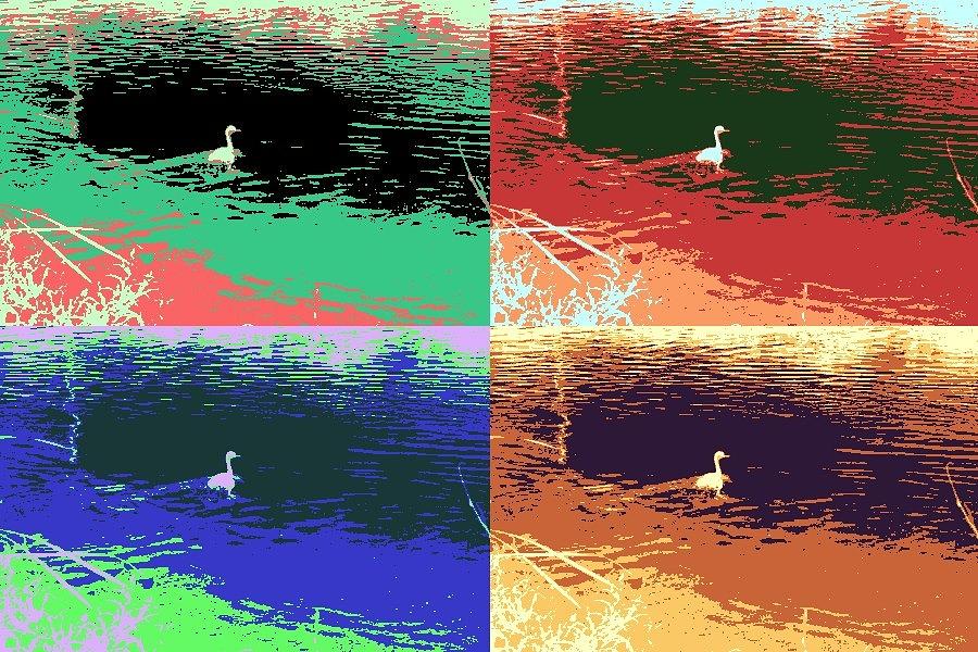 Los Angeles River Bird / Pop Art effect Photograph by Robert Butler ...