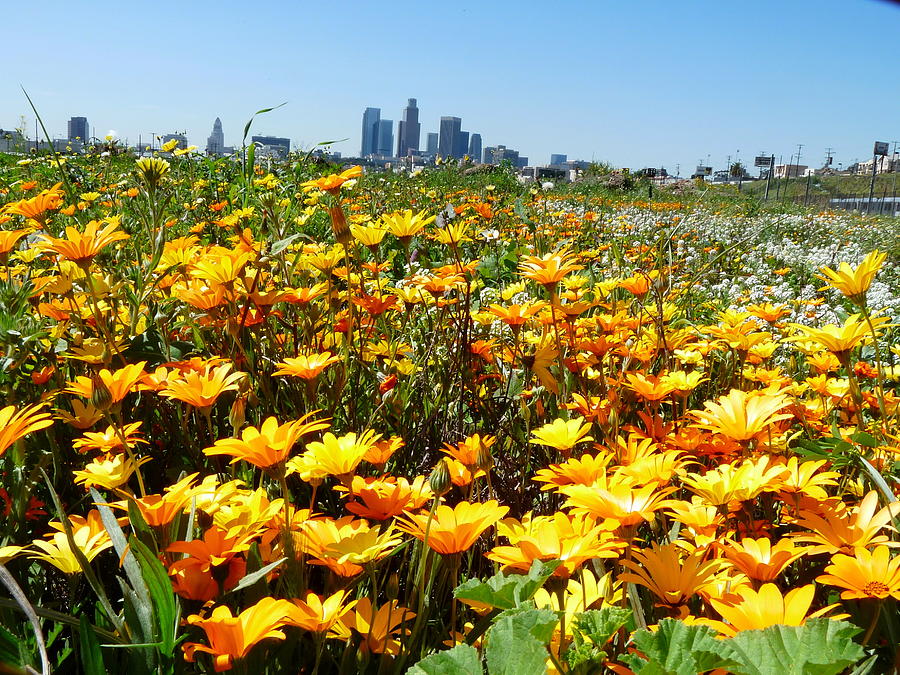 Los Angeles Skyline Flowers Photograph by Jeff Lowe