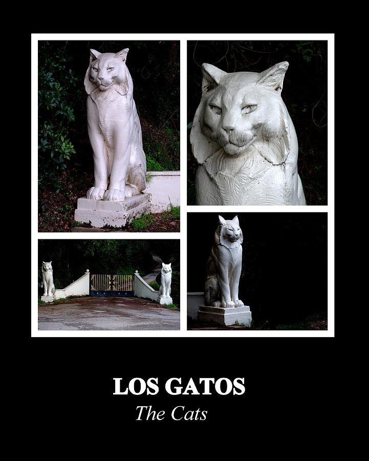 Los Gatos Photograph by AJ  Schibig