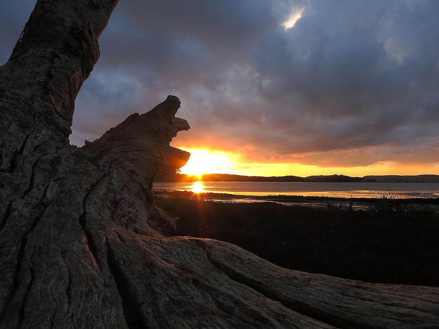 Los Osos Driftwood Photograph by Paul Foutz