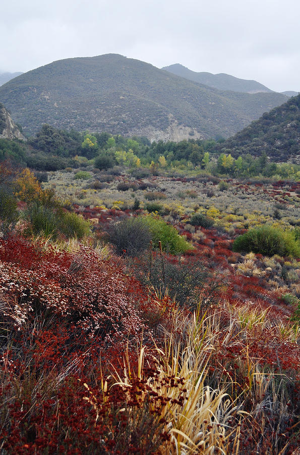Los Padres National Forest Fall Foliage 2 Photograph by Kyle Hanson