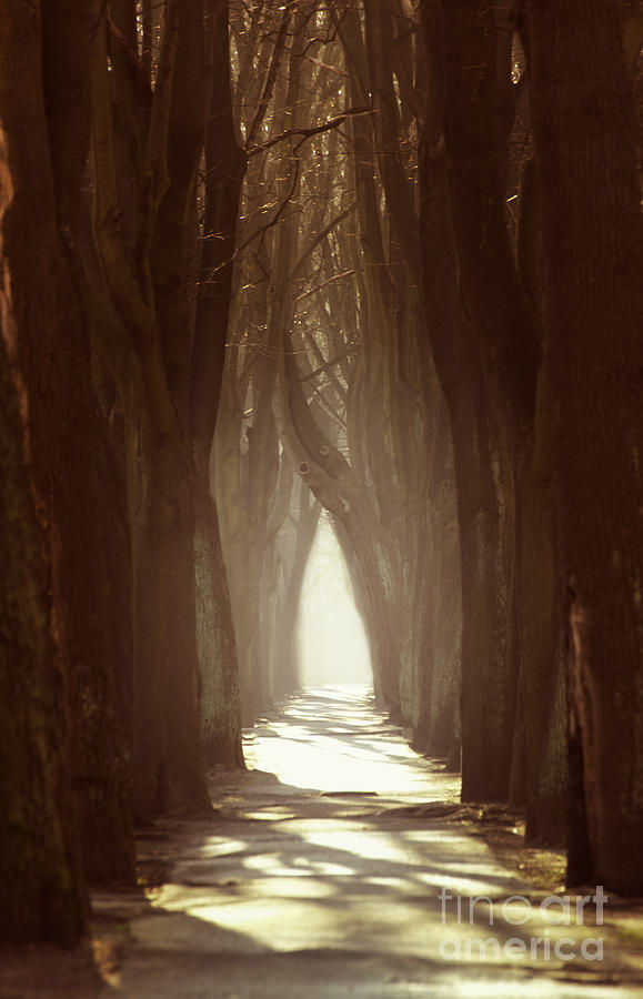 Tree Photograph - Lost Alley  by Jaroslaw Blaminsky