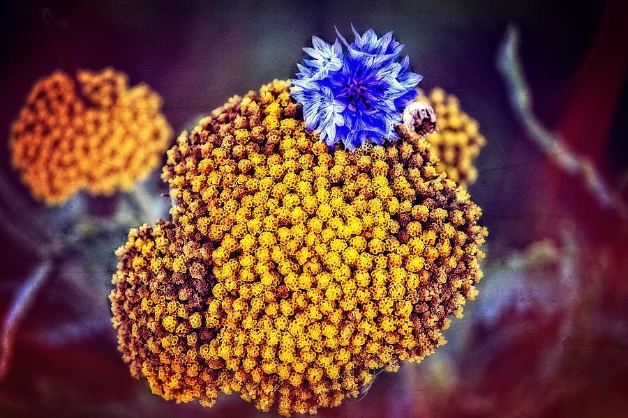 Lost cornflower Photograph by Eti Reid