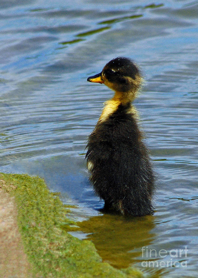 Lost Duckling Photograph by Olivia Hardwicke
