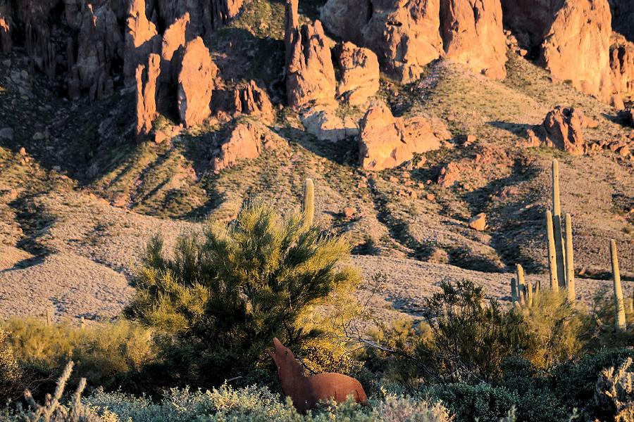 Lost Dutchman 2 Photograph By Gayle Berry Fine Art America