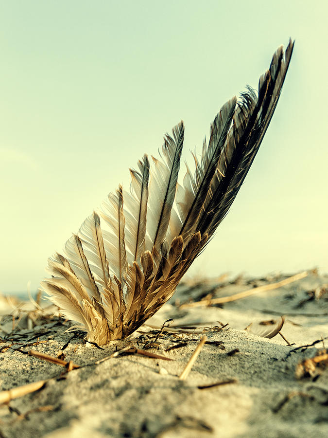 Lost feather at the beach Photograph by Mike Santis