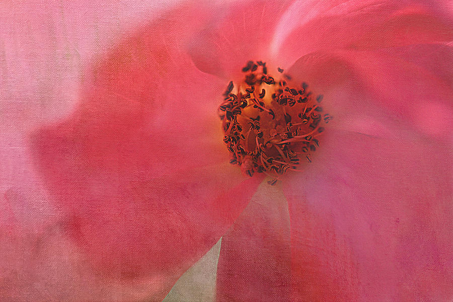 Red Rose Digital Art - Lost in Crimson by Michelle Ayn Potter