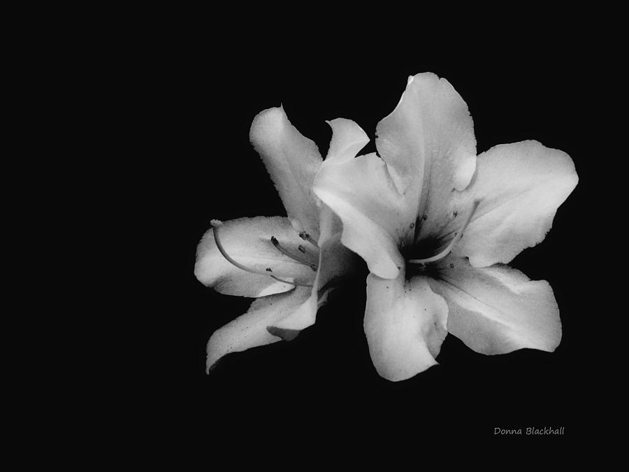 Lily Photograph - Lost In Darkness by Donna Blackhall