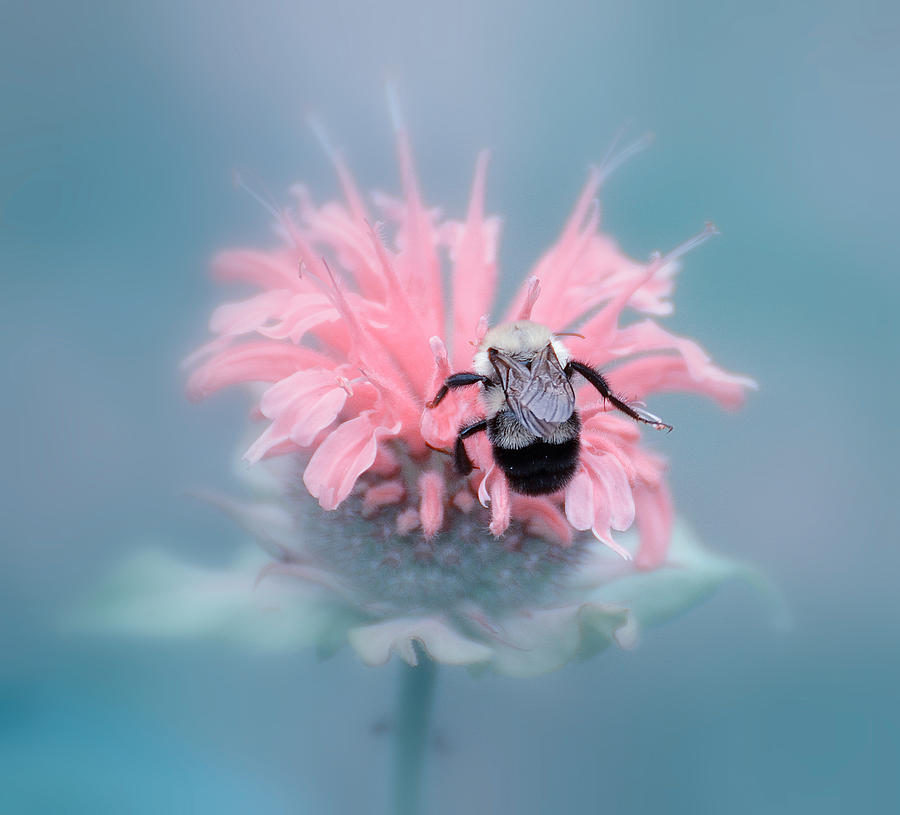 Lost in Pink Photograph by Michelle Ayn Potter