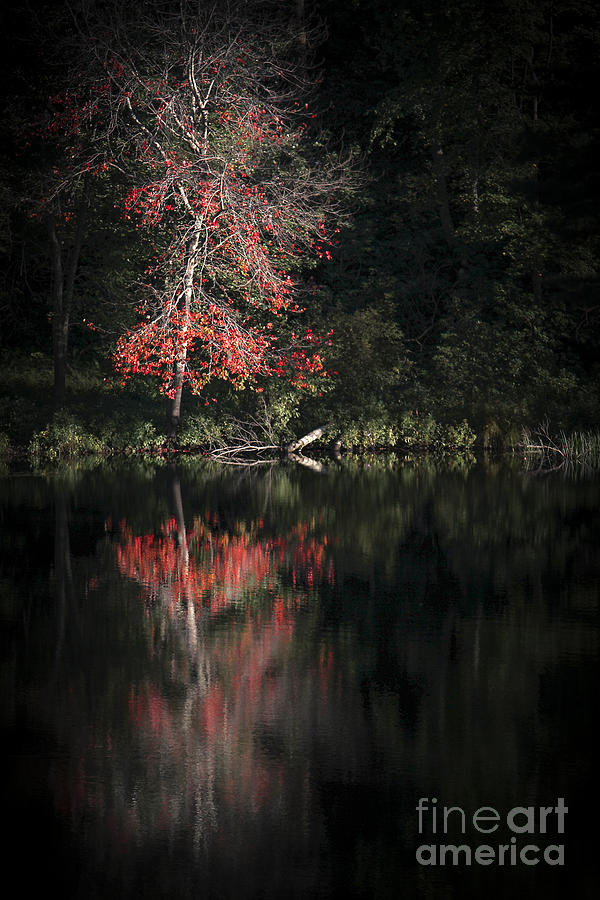 Fall Photograph - Lost In The Autumn Of Eternity by Evelina Kremsdorf
