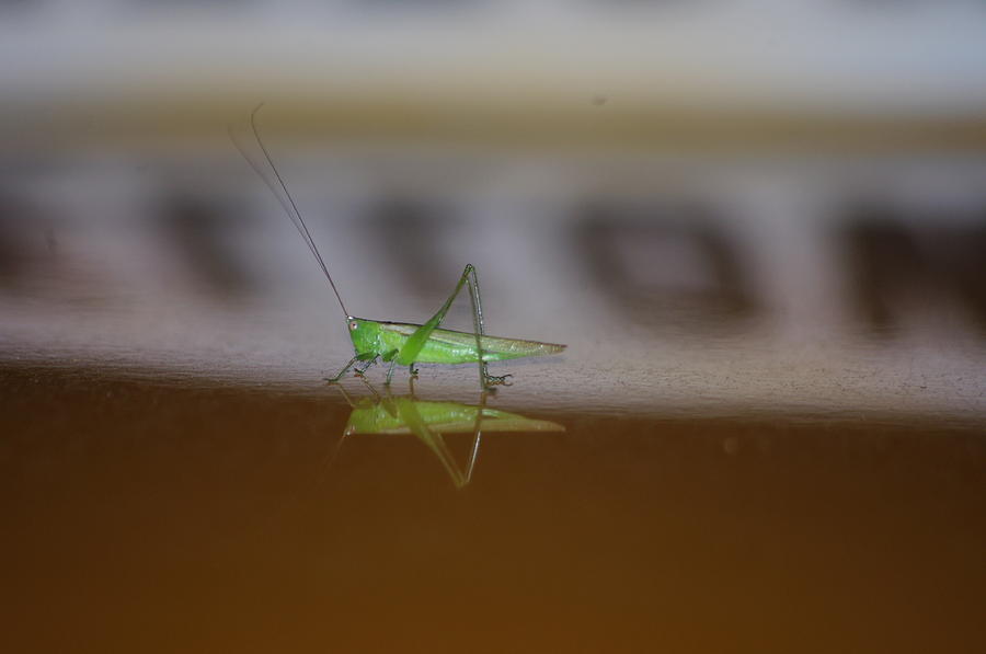 Grasshopper Photograph - Lost in The City  by Walter Holland