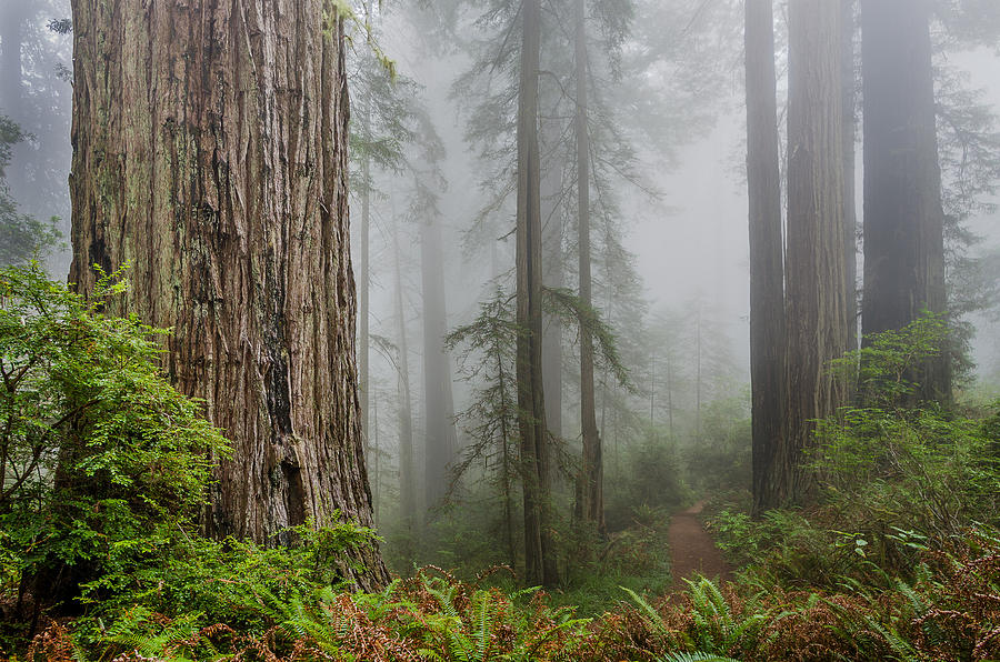 Lost in the Mists Photograph by Greg Nyquist