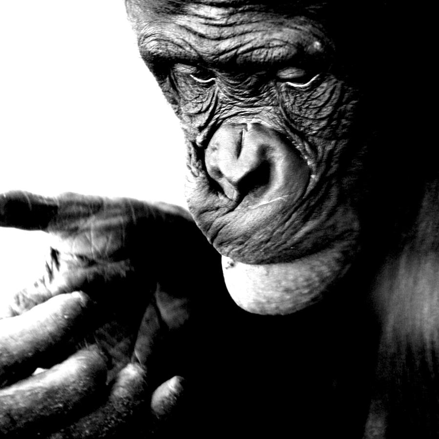 Ape Photograph - Lost In The Moment by Jeremiah John McBride