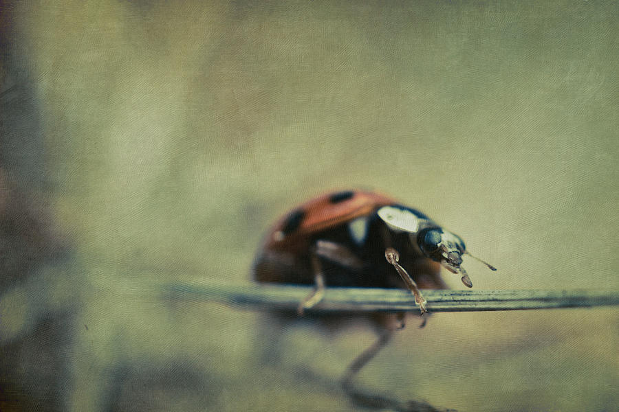 Lady Bug Photograph - Lost Lady by Shane Holsclaw