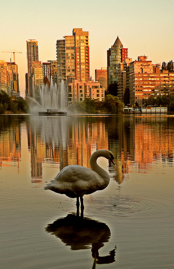 Swan Photograph - Lost Lagoon Reflections by Brian Chase