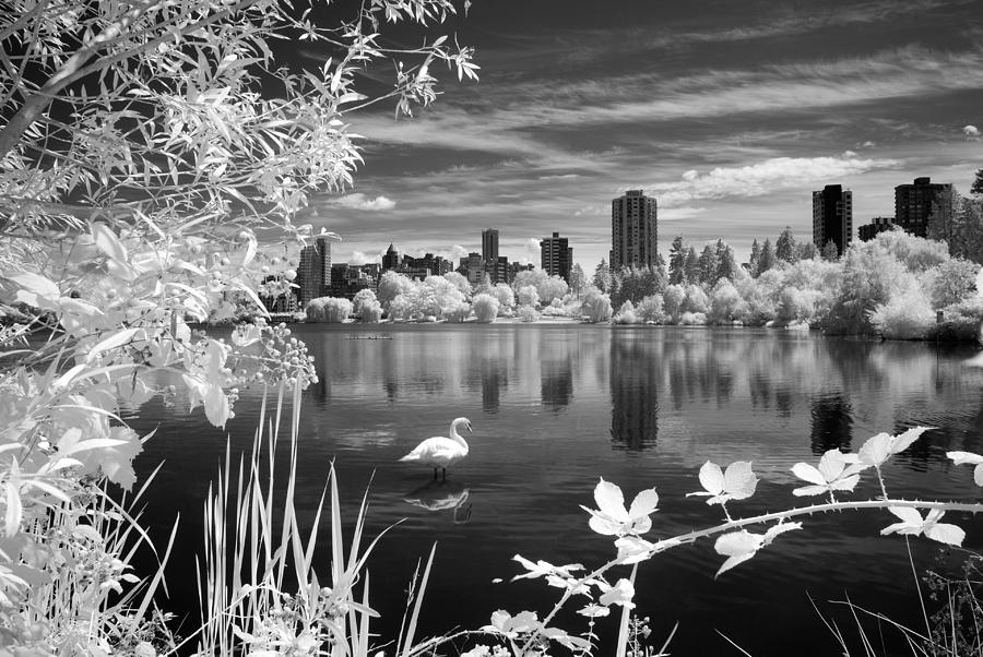 Black And White Photograph - Lost Lagoon Swan by Doug Farmer