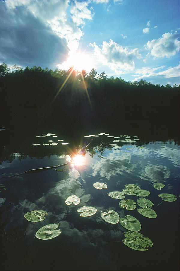 Lily Photograph - Lost Lake Lilies by Bruce Thompson