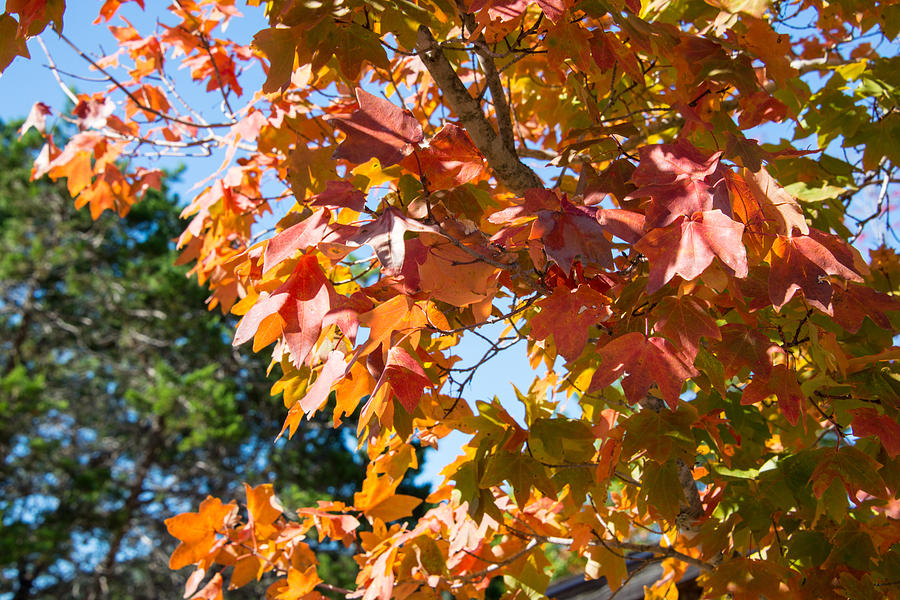 Lost Maples Texas Bigtooth Maple Leaves Photograph by JG Thompson ...