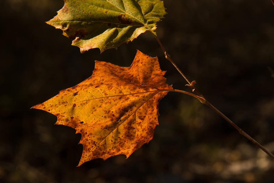 Bigtooth Maple Photograph - Lost Maples Texas Leaf In Color by JG Thompson