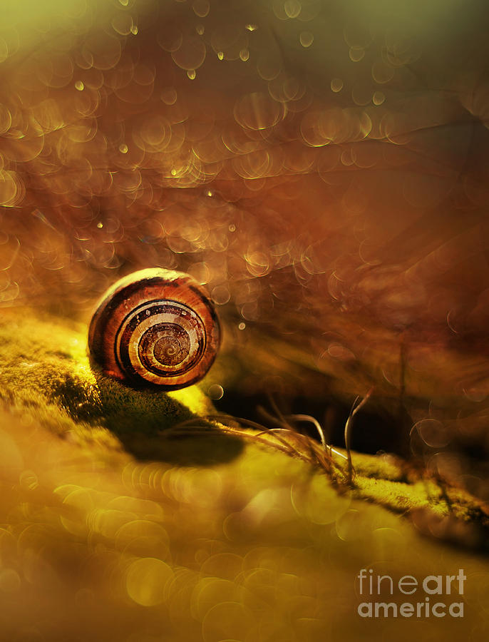 Nature Photograph - Lost Shell by Jaroslaw Blaminsky