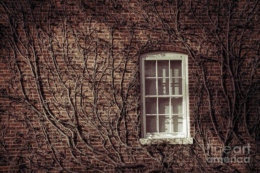 Lost Window Photograph by David Arment