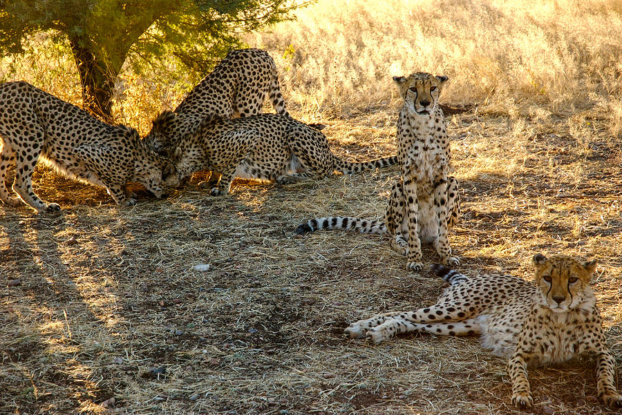 Lots A Cheetahs Photograph By Marc Levine Fine Art America