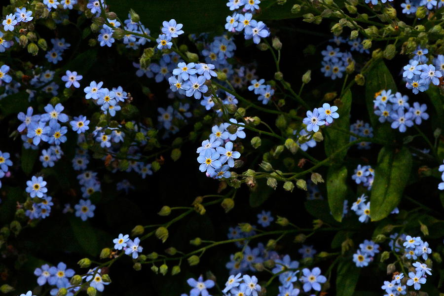 Lots and Lots of Forget Me Nots Photograph by Byron Varvarigos