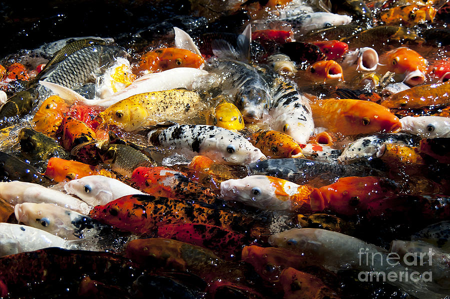 Lots of Hungry Koi  Photograph by Wilma  Birdwell