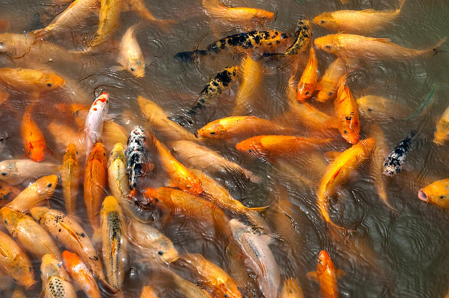 Fish Photograph - Lots of Koi  Wuzhen China by Rob Huntley