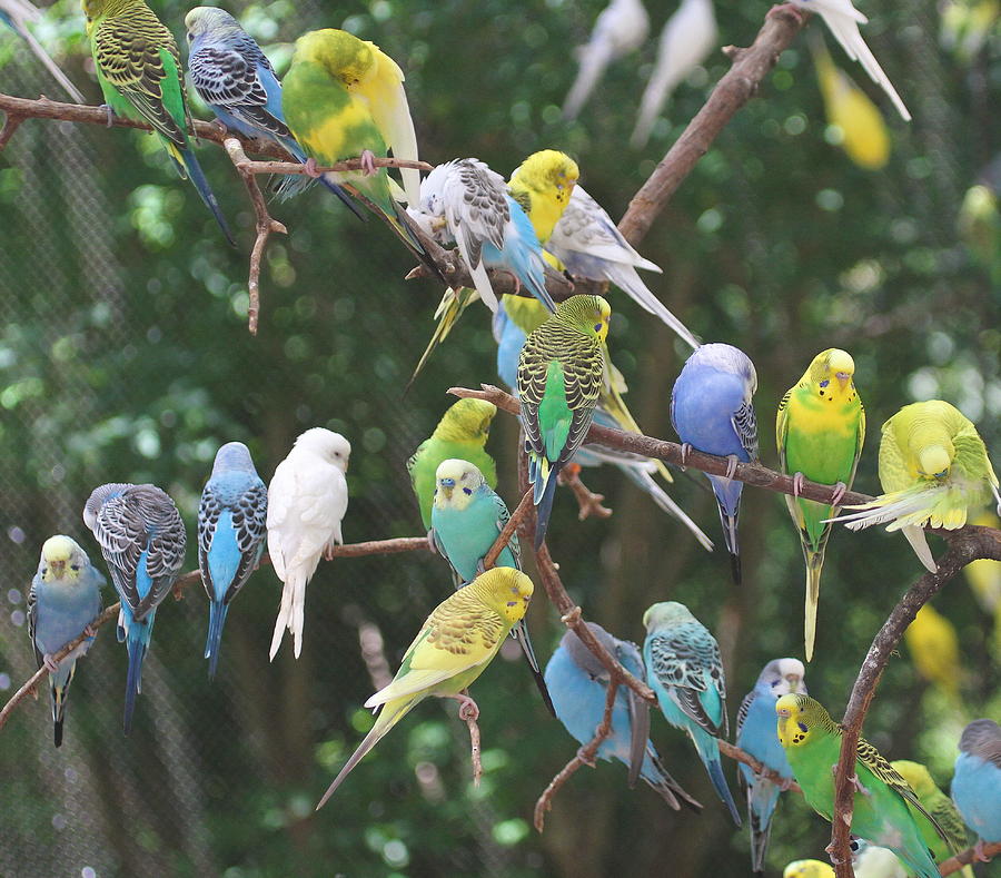 Parakeet Photograph - Lots of Parakeets by Cathy Lindsey
