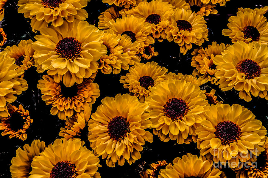 Flower Photograph - Lots Of Yellow by Mitch Shindelbower