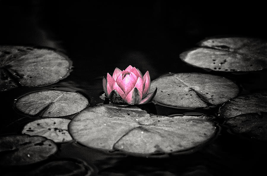 Lotus 1 Photograph by Jeremy Herman