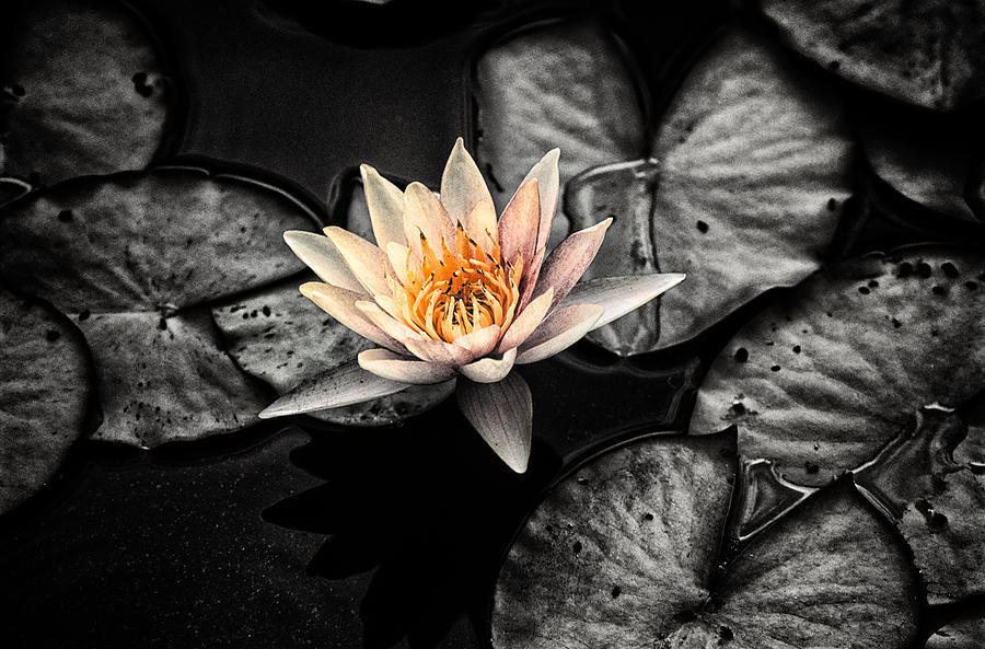 Lotus 2 Photograph by Jeremy Herman