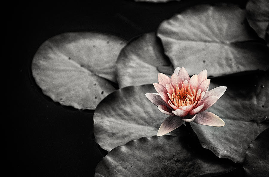 Lotus 3 Photograph by Jeremy Herman