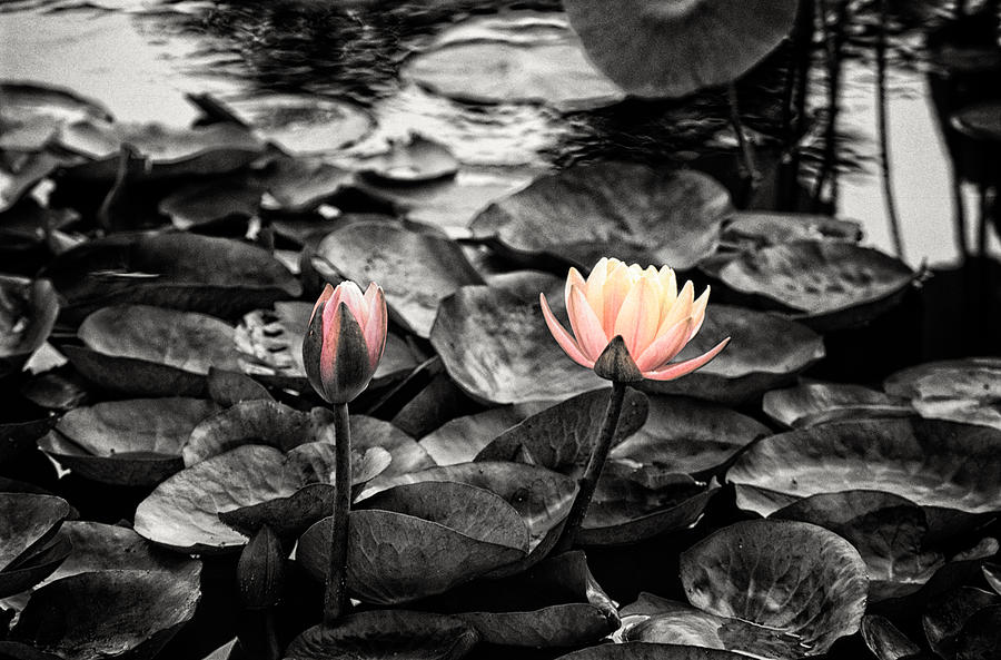 Lily Photograph - Lotus 4 by Jeremy Herman