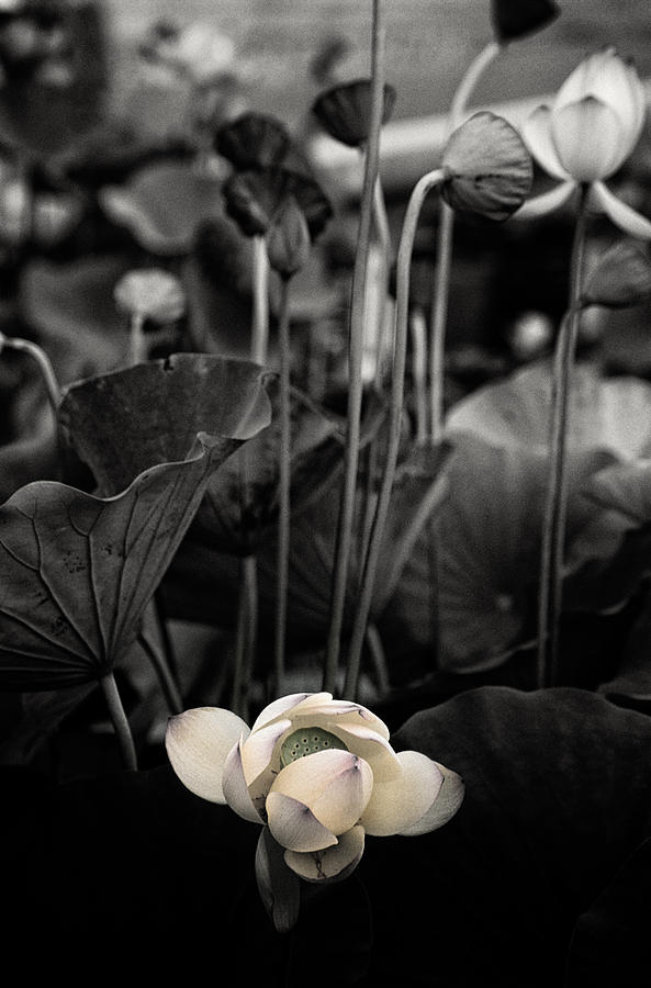 Lotus 5 Photograph by Jeremy Herman