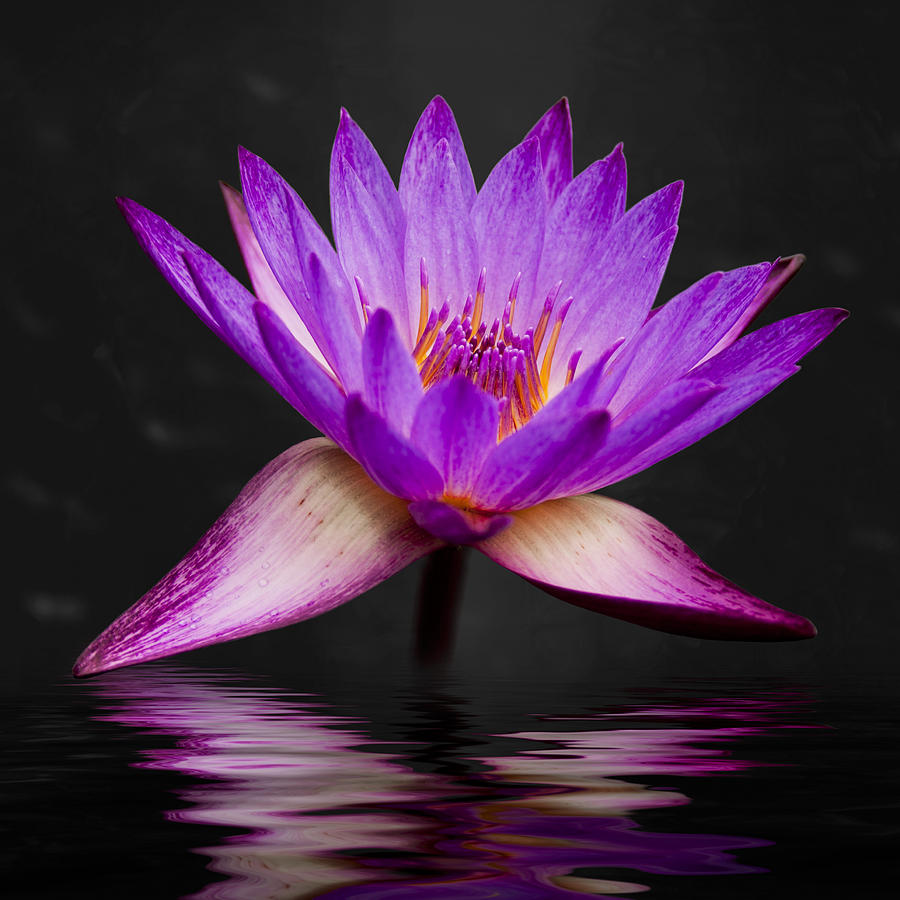 3scape Photograph - Lotus by Adam Romanowicz 3scape Photograph - Lotus by Adam Romanowicz